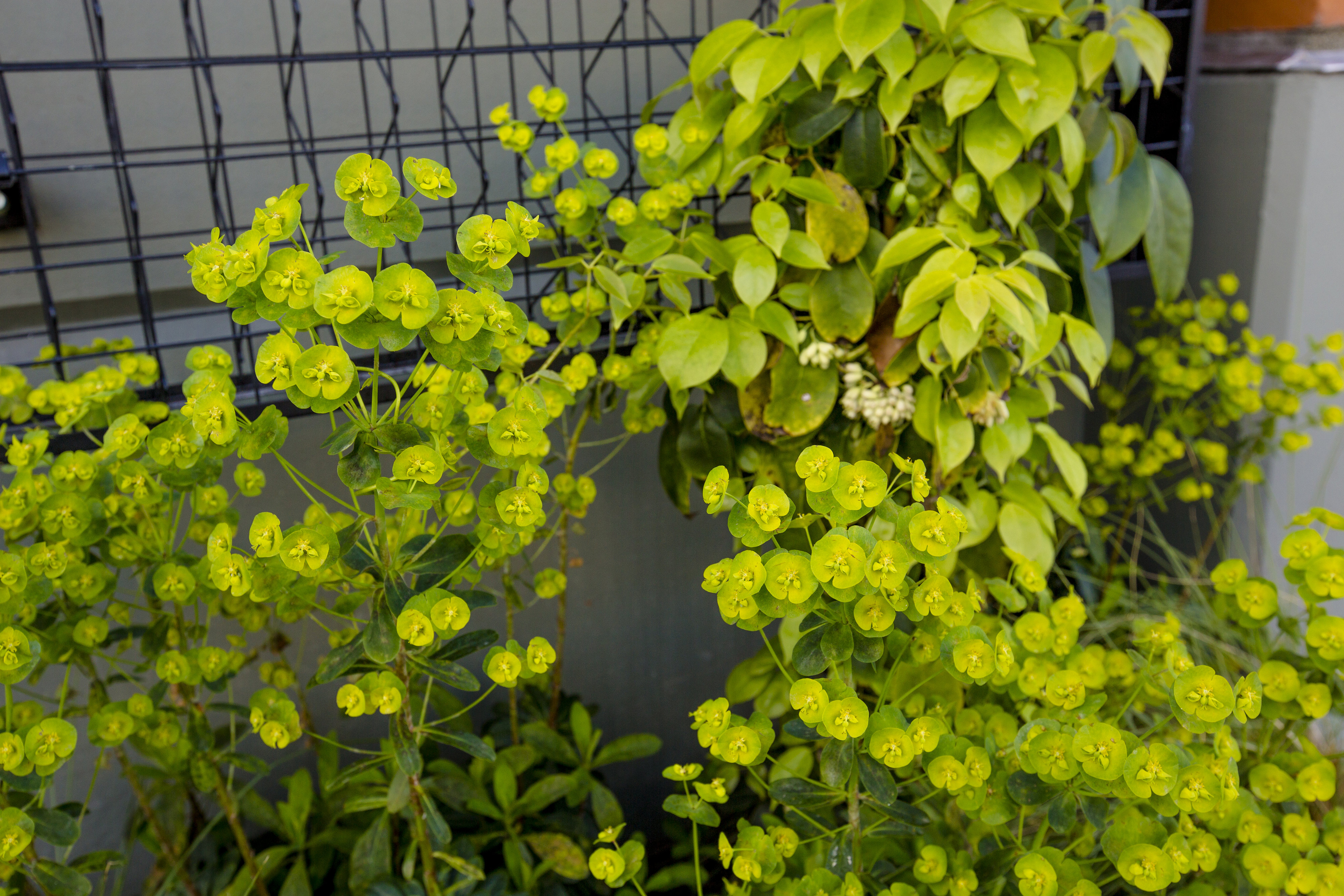 JH Landscaping and Irrigation