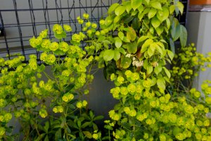 JH Landscaping and Irrigation