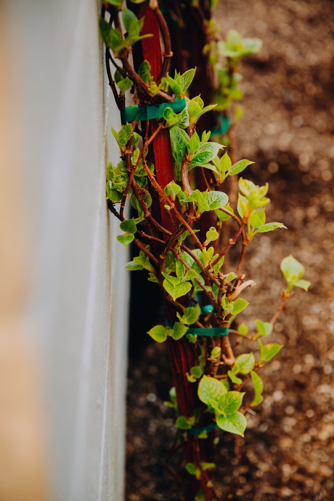 View More: http://jeffandamanda.pass.us/seattle